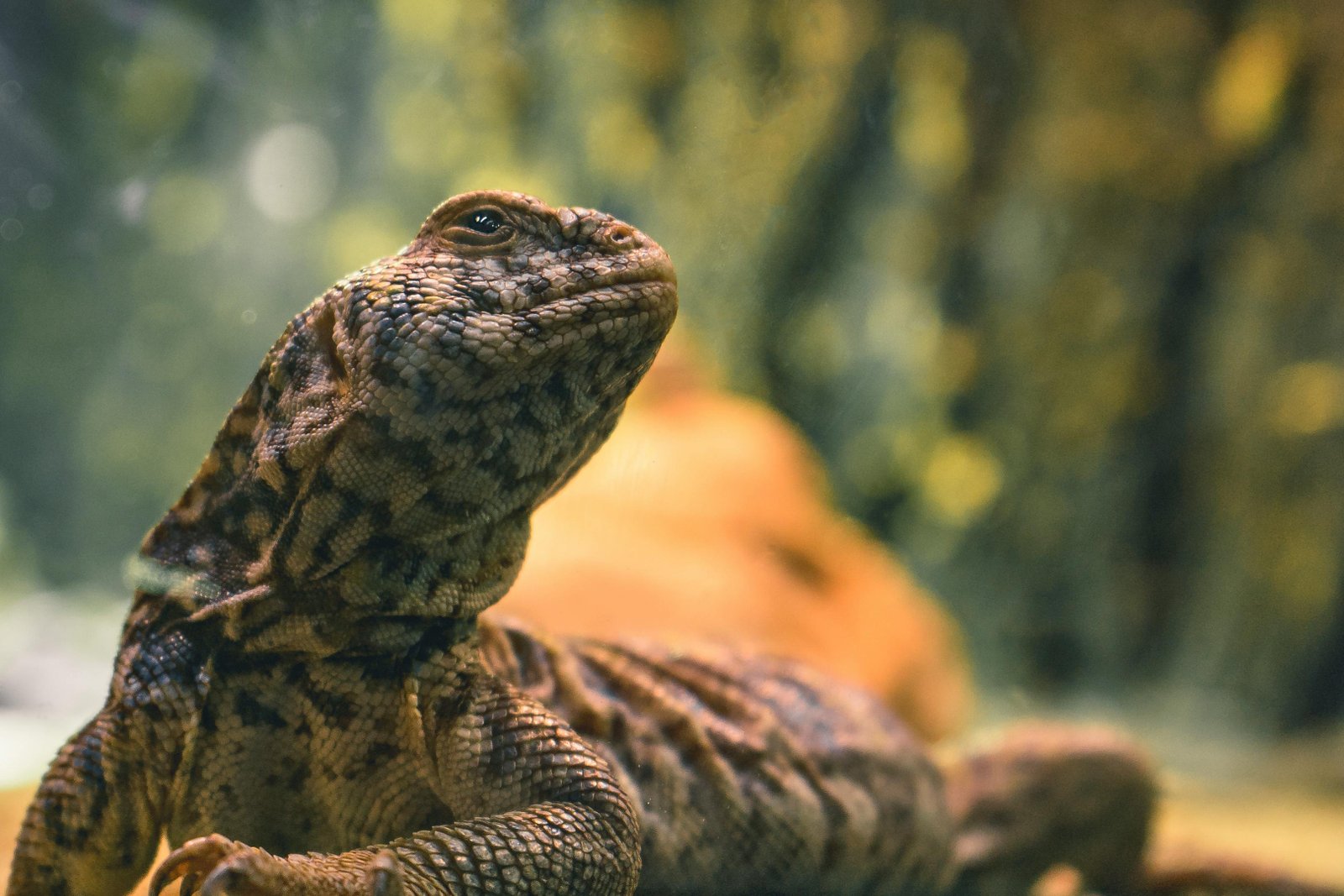 More Wildlife at Chakig Eco-tourism Centre